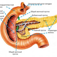 Анатомическое строение желудка