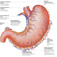 Отделы желудка человека – строение и формы желудка