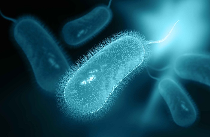 Очаговый гастрит бактерии Helicobacter pylori