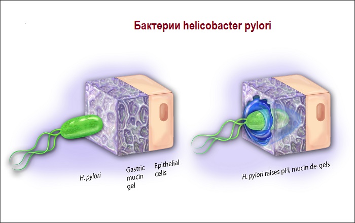Бактерии helicobacter pylori