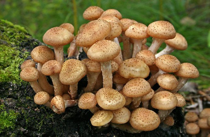 грибы в рационе при гастрите