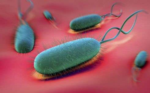 Бактерия helicobacter pylori