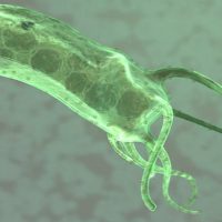Helicobacter pylori: симптомы (на лице, со стороны ЖКТ), диагностика и лечение