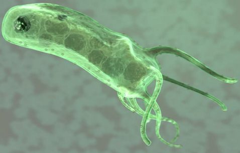 что такое Helicobacter pylori