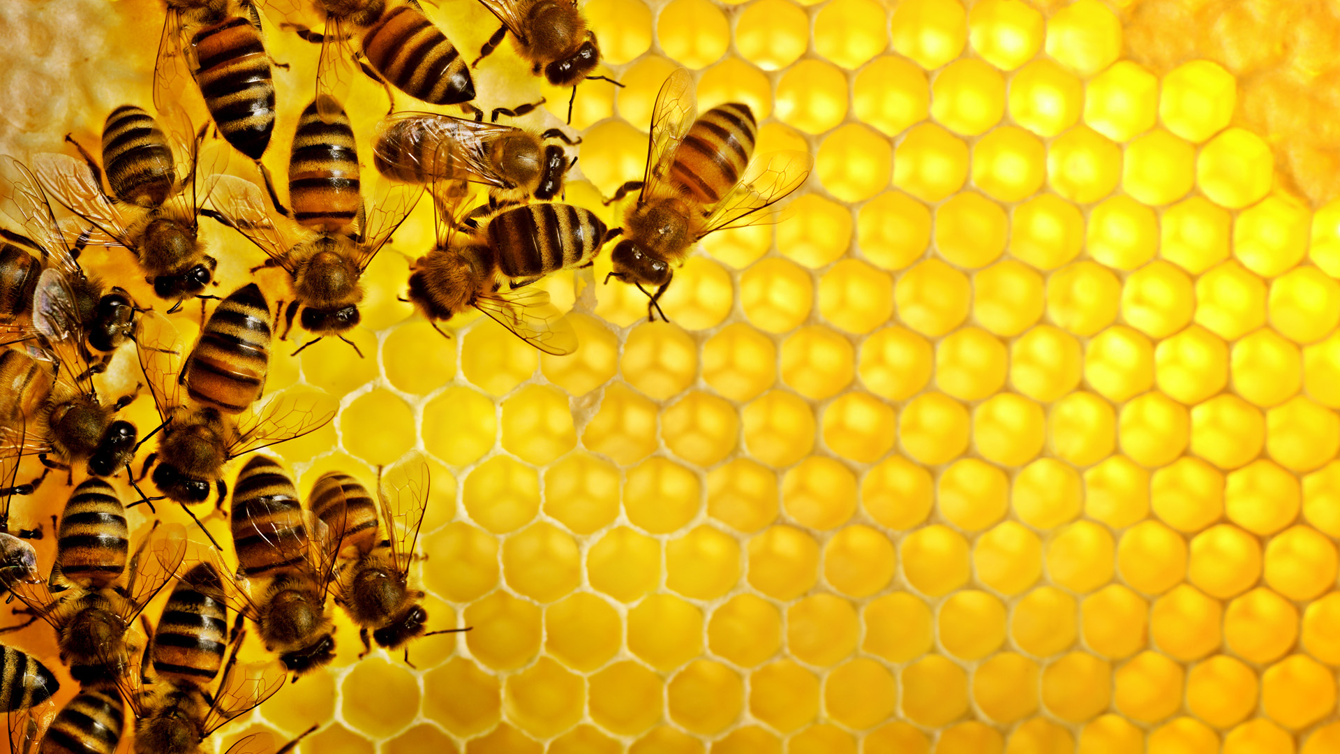 Que significa soñar con abeja