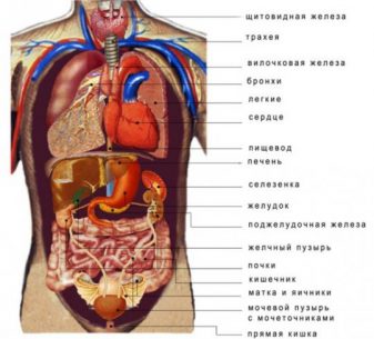 органы у человека