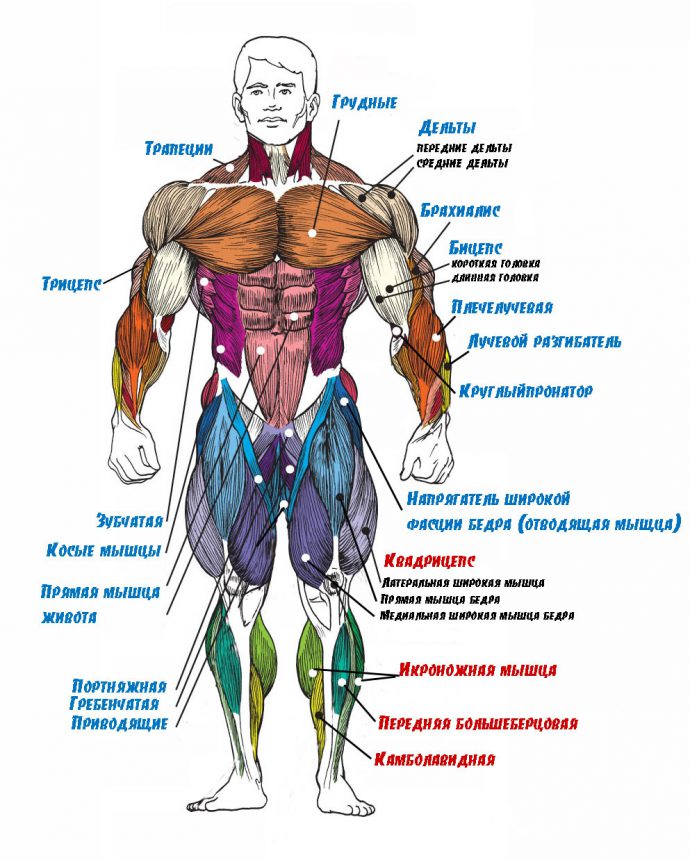 строение мышц человека