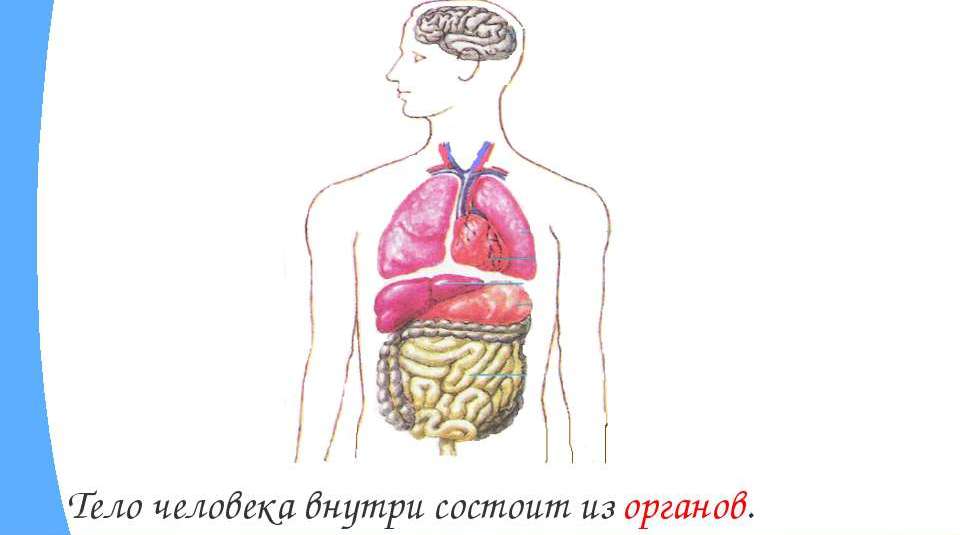 Строение человека модель 2 класс. Организм человека. Строение органов человека. Макет внутренних органов человека. Модель внутреннего строения человека.