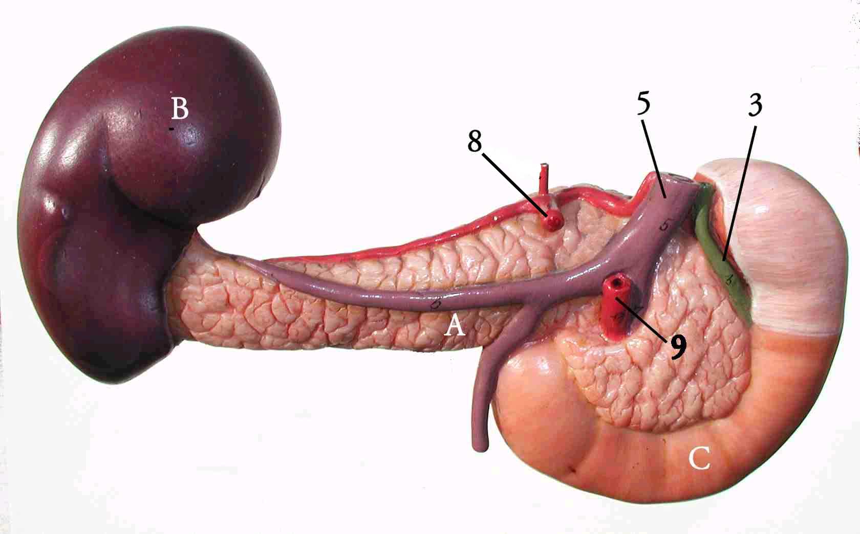Система селезенки. Селезенка анатомия. Печень поджелудочная железа селезенка. Селезенка паренхиматозный орган. Селезёнка АНАТОМИЯПОДЖЕЛУДОЧНАЯ железа.