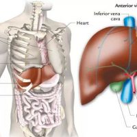 Анатомия желчного пузыря у человека