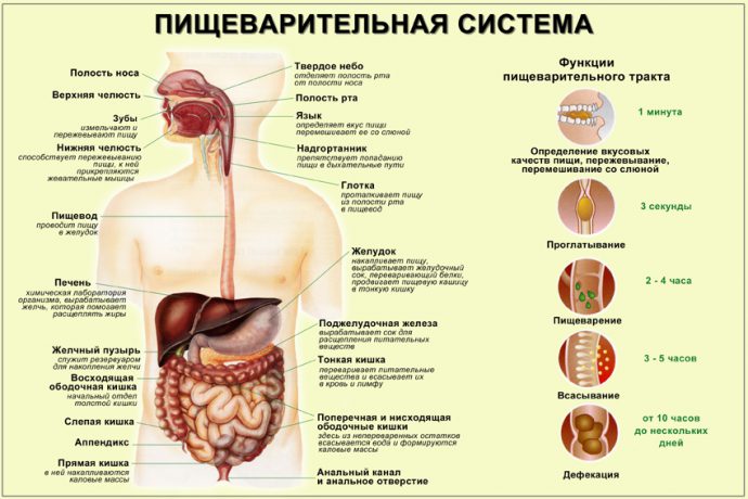 органы пищеварения