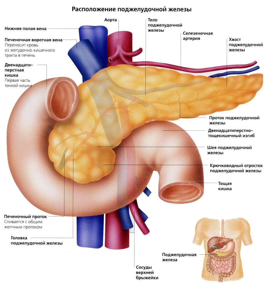 Анатомия поджелудочная железа расположение