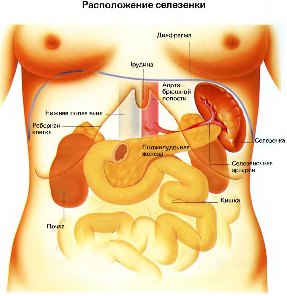 Колет органы. Органы человека селезенка расположение. Строение печени и селезенки. Анатомия человека внутренние органы селезенка. Анатомия поджелудочная железа расположение.