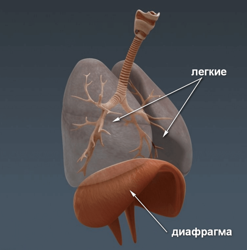 Где находится диафрагма картинка