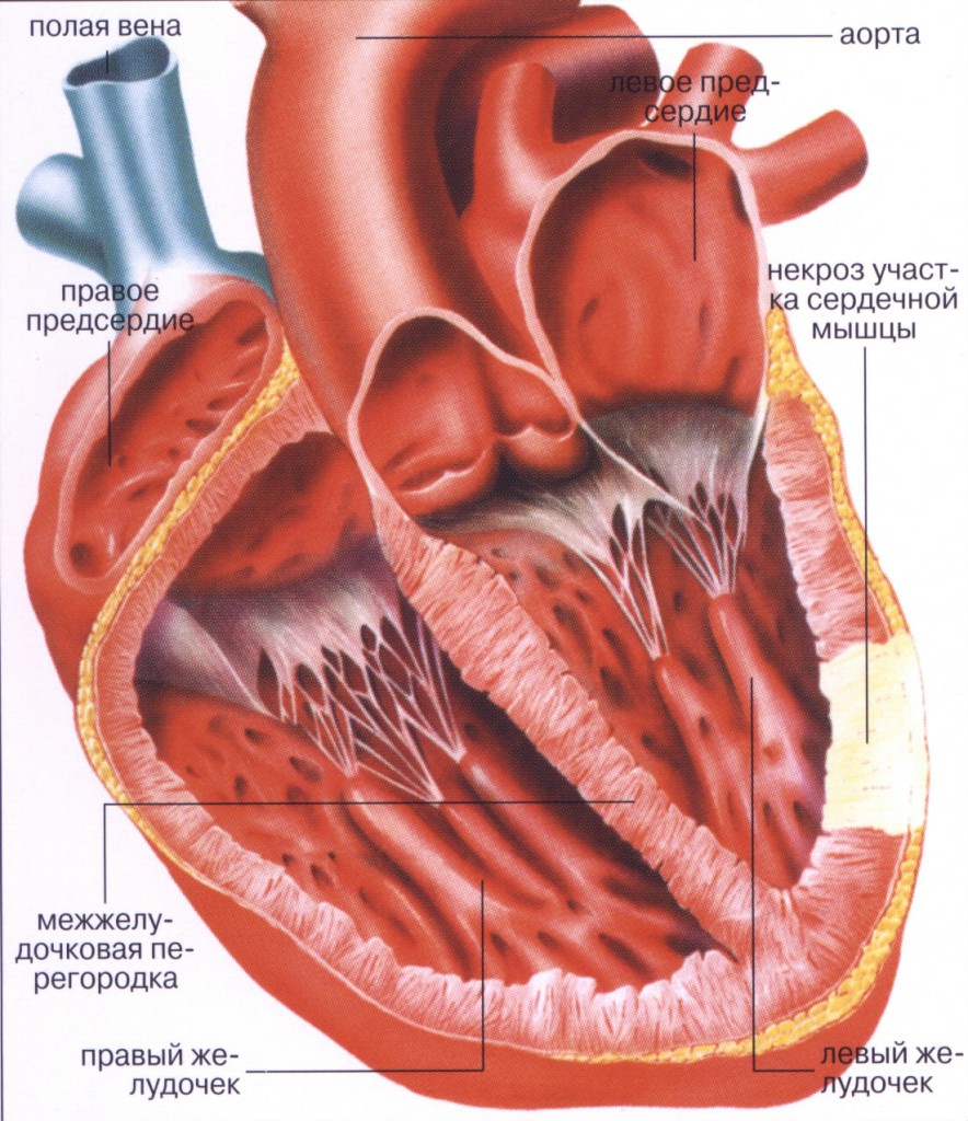 Сердечная мышца где находится у человека фото признаки и лечение