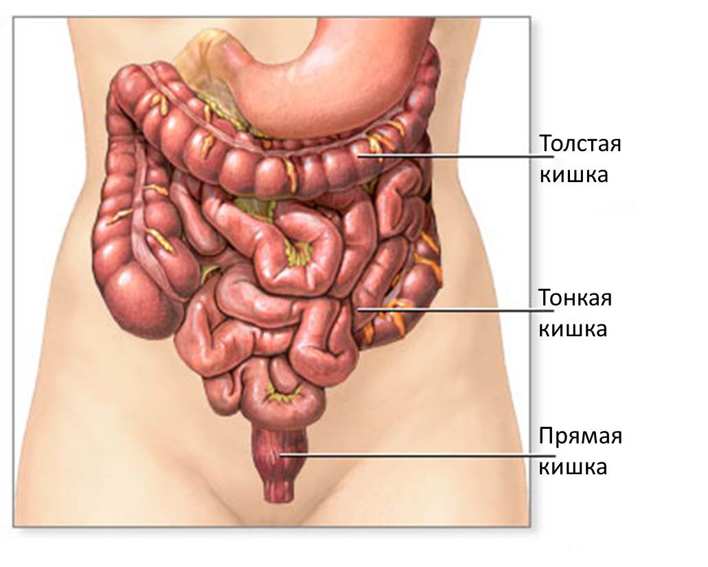 Общая длина тонкого кишечника. Ободочная толстая кишка анатомия. Толстый и тонкий кишечник анатомия человека. Тонкий и толстый кишечник анатомия. Толстая кишка анатомия расположение.