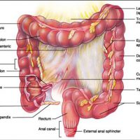 Анатомия кишечника человека