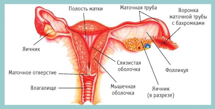 расположение женских органов