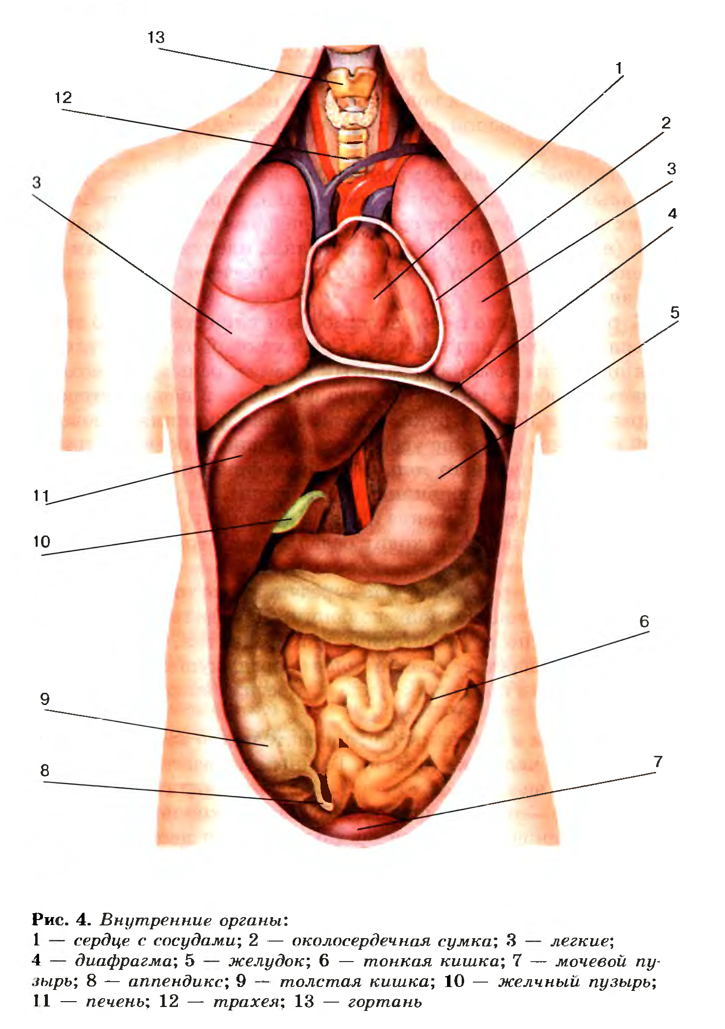 Внутренние органы человека схема расположения