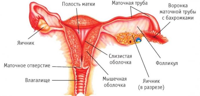 органы репродуктивной системы женщины