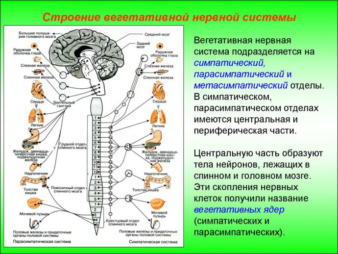 строение нервной системы