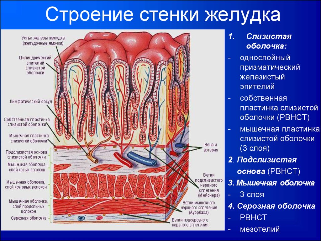 Функция оболочек желудка. Строение стенки желудка анатомия. Слизистая оболочка желудка строение. Слои стенки желудка анатомия. Схема строения мышечных слоев органов ЖКТ.