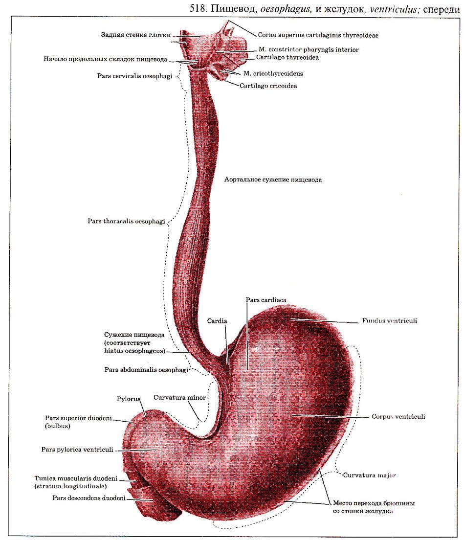 Как выглядит пищевод. Анатомия строения пищевода и желудка. Пищевод и желудок анатомия рисунок. Строение пищевода человека анатомия. Пищевод схема анатомия.