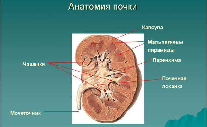 анатомия почки