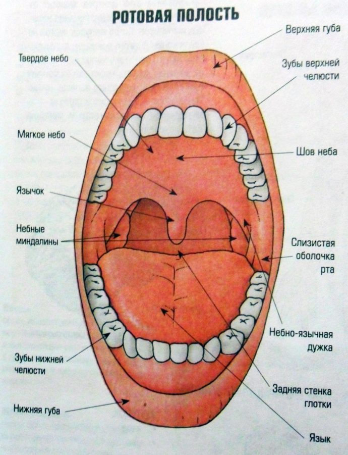 Рот человека
