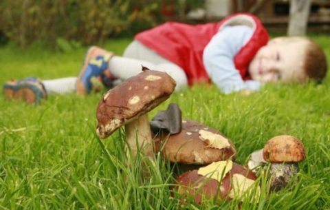 отравление детей грибами