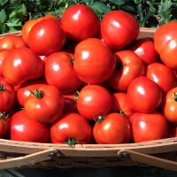 Можно ли есть помидоры при панкреатите