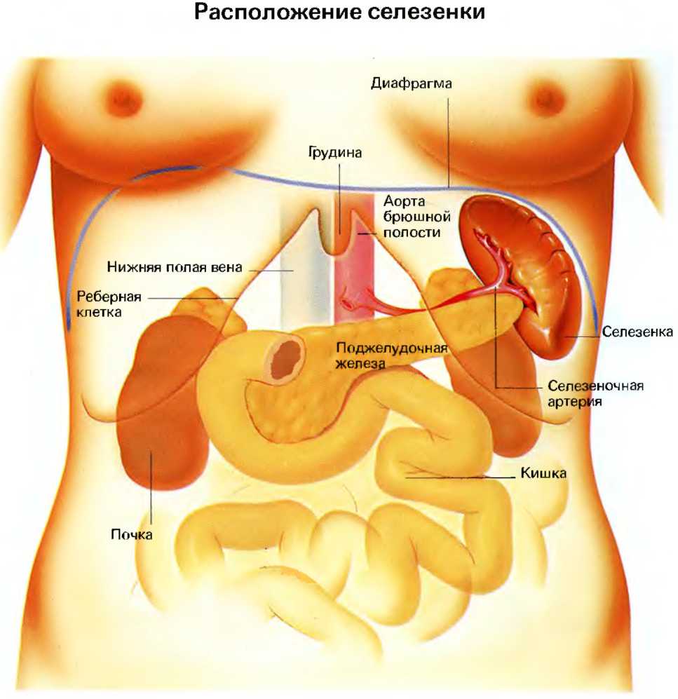 Селезенка где находится и как болит. Органы человека селезенка расположение. Строение печени и селезенки. Анатомия человека внутренние органы селезенка. Поджелудочная железа и селезенка расположение.