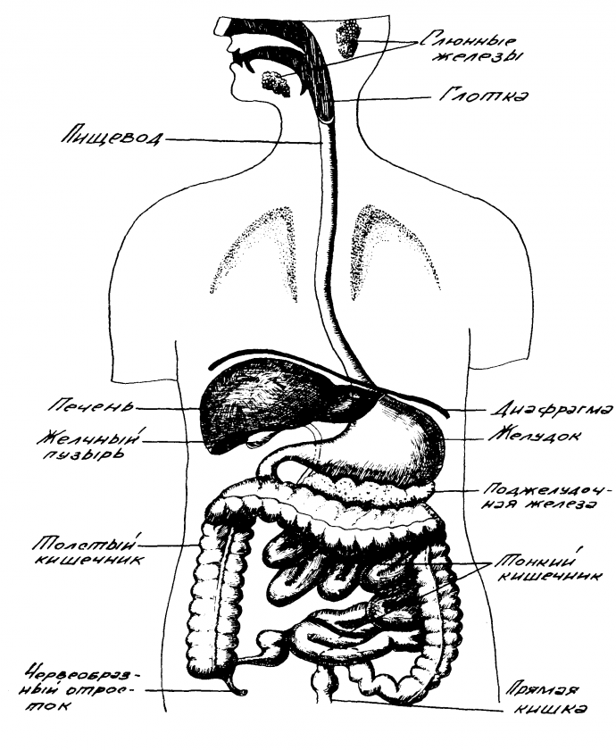 строение органов пищеварения
